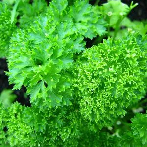 Parsley Seed Essential Oil 15 ml