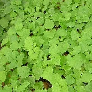 Patchouli Light Essential Oil 15 ml