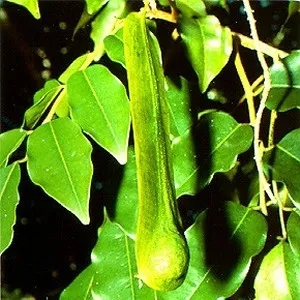 Peru Balsam Essential Oil 15 ml