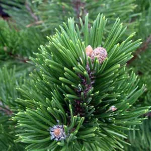 Pinus Mugo Essential Oil 15 ml