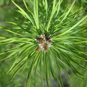 Pinus Sylvestris Essential Oil 15 ml