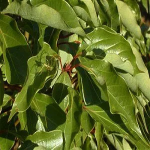 Ravensara Essential Oil 15 ml