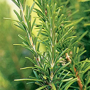 Rosemary Essential Oil 15 ml