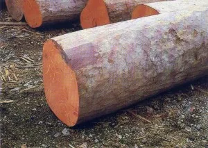 Rosewood Essential Oil 15 ml