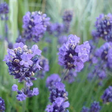 Spike Lavender Essential Oil 15 ml