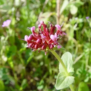 Spikenard Essential Oil 15 ml