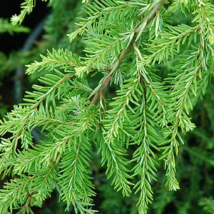 Spruce Hemlock Essential Oil 15 ml