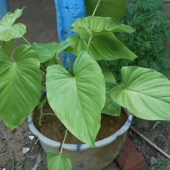 Sugandh Mantri Essential Oil 15 ml