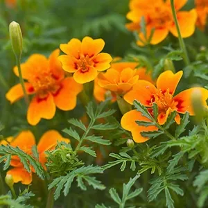 Tagetes Essential Oil 15 ml