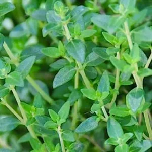 Thyme Essential Oil 15 ml