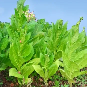 Tobacco Absolute Oil