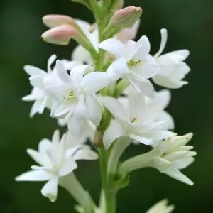 Tuberose Absolute Oil