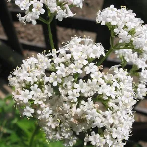 Valerian Essential Oil 15 ml