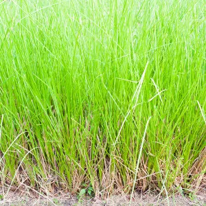 Vetiver Essential Oil 15 ml