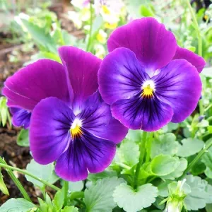 Violet Leaf Absolute Oil