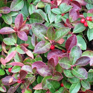 Wintergreen Essential Oil 15 ml