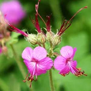 Zdravetz Essential Oil 15 ml